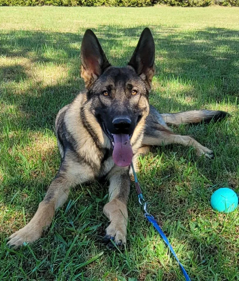 A young large-sized male German Shepherd Dog dog named Torque for adoption in Lovingston, VA
