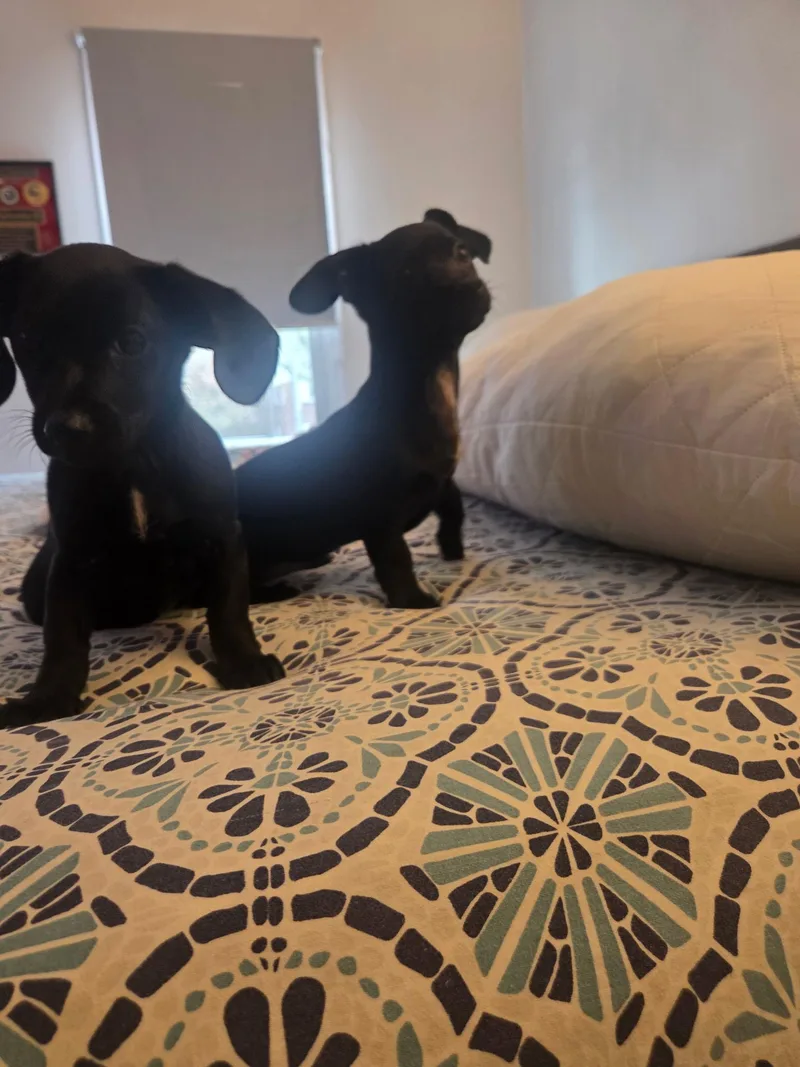 A baby small-sized female Black Shih Tzu dog named Puppies for adoption in New York, NY