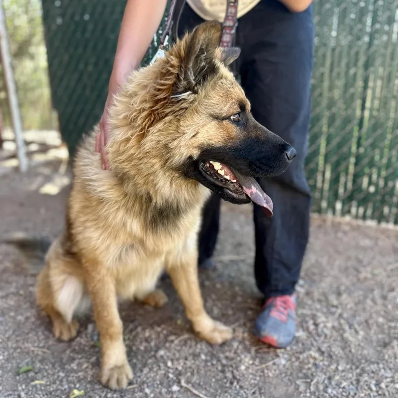 A young large-sized male Red / Chestnut / Orange Chow Chow dog named Bao Bun for adoption in Glenwood Springs, CO