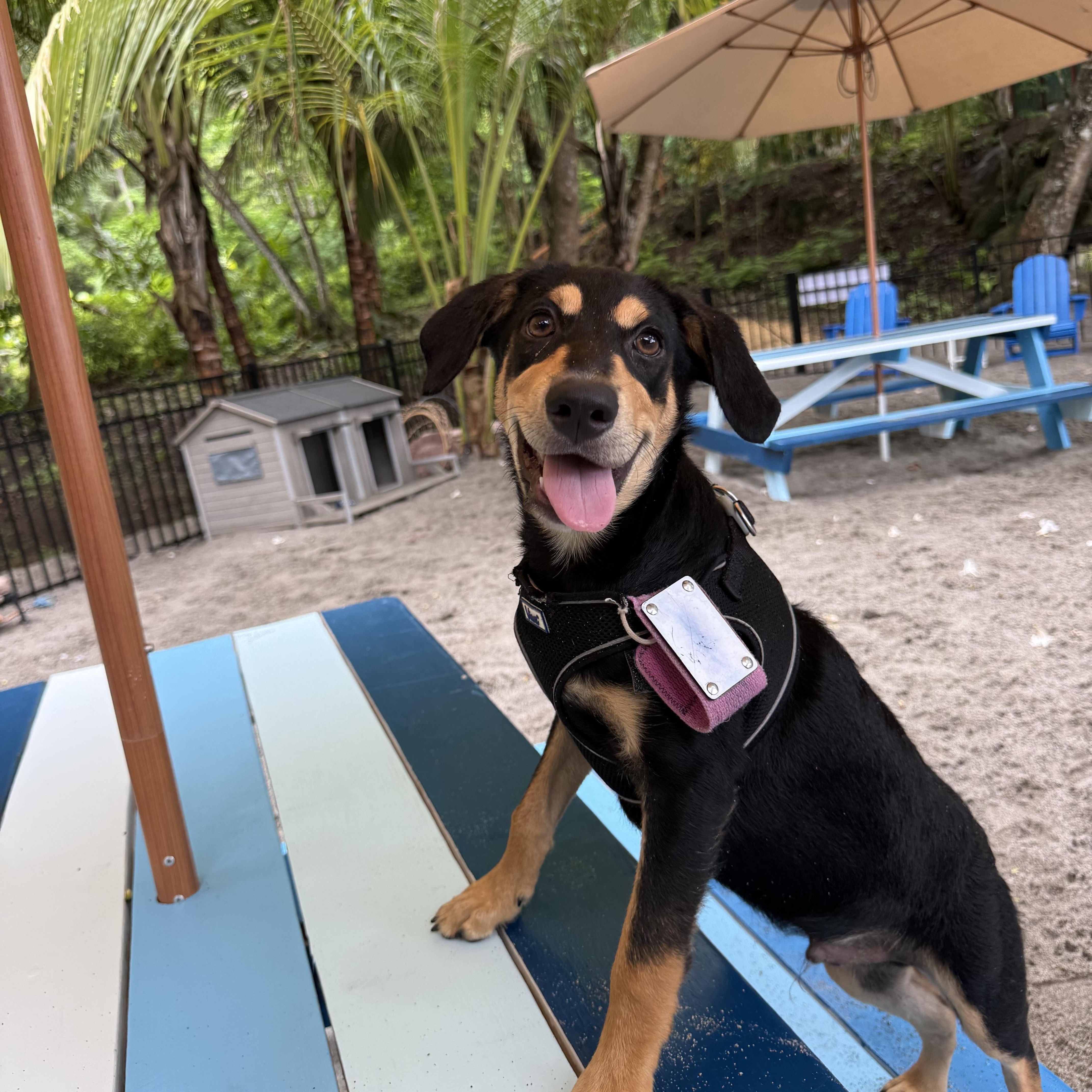 A baby medium-sized male Mixed Breed dog named Cooper for adoption in Richmond, VA