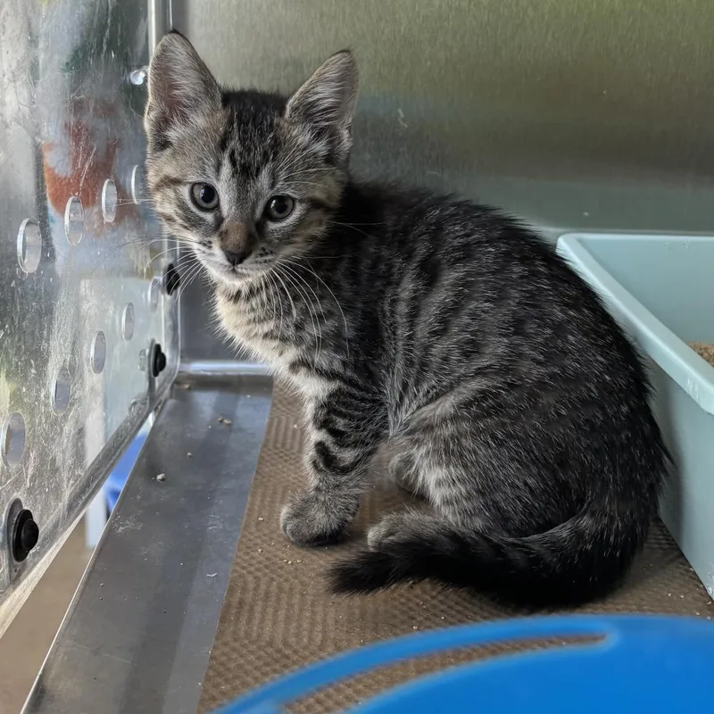 A baby small-sized female Gray / Blue / Silver Domestic Short Hair cat named Maple for adoption in Middletown, RI