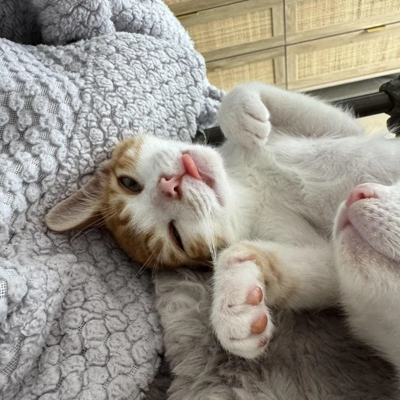 A baby small-sized male Orange / Red Domestic Short Hair cat named Colby for adoption in Costa Mesa, CA