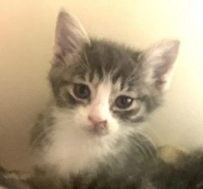 A baby small-sized female Domestic Short Hair cat named Fifi for adoption in Cincinnati, OH