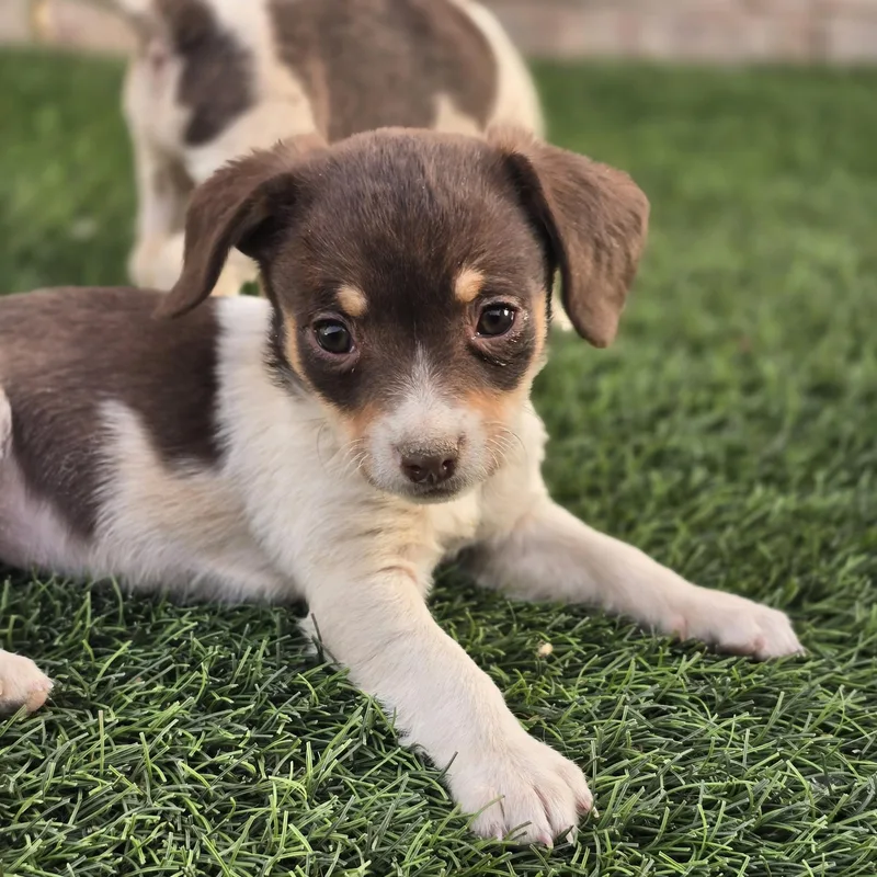 Puppy