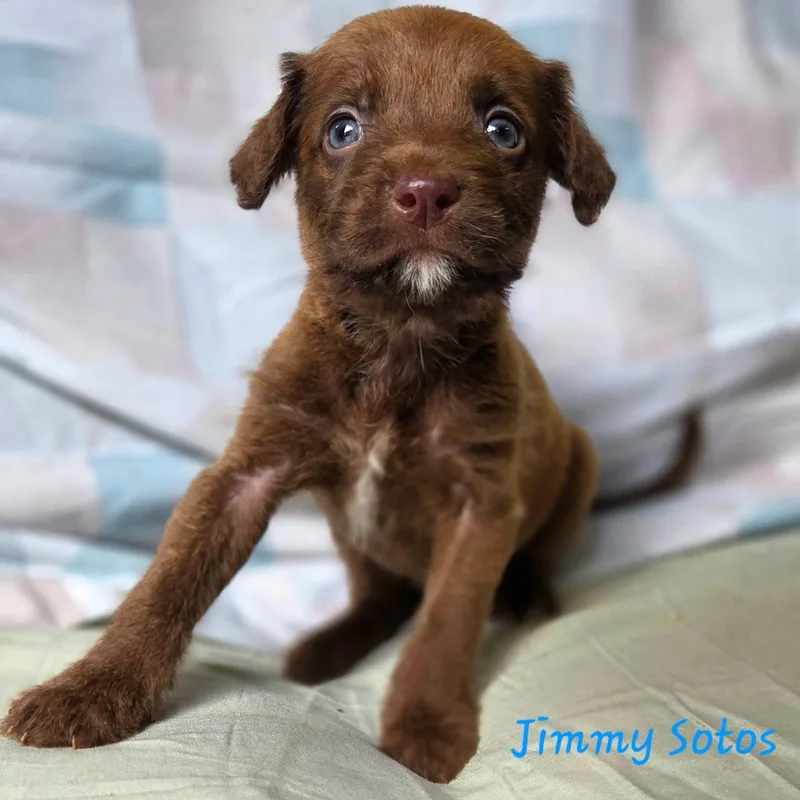 Jimmy Sotos Perfect
