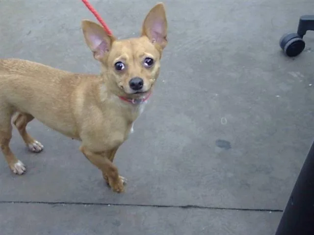 An adult small-sized female Mixed Breed dog named Stella for adoption in Dallas, TX