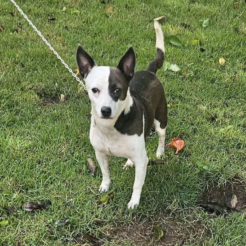 Dokey Blue thumbnail 2