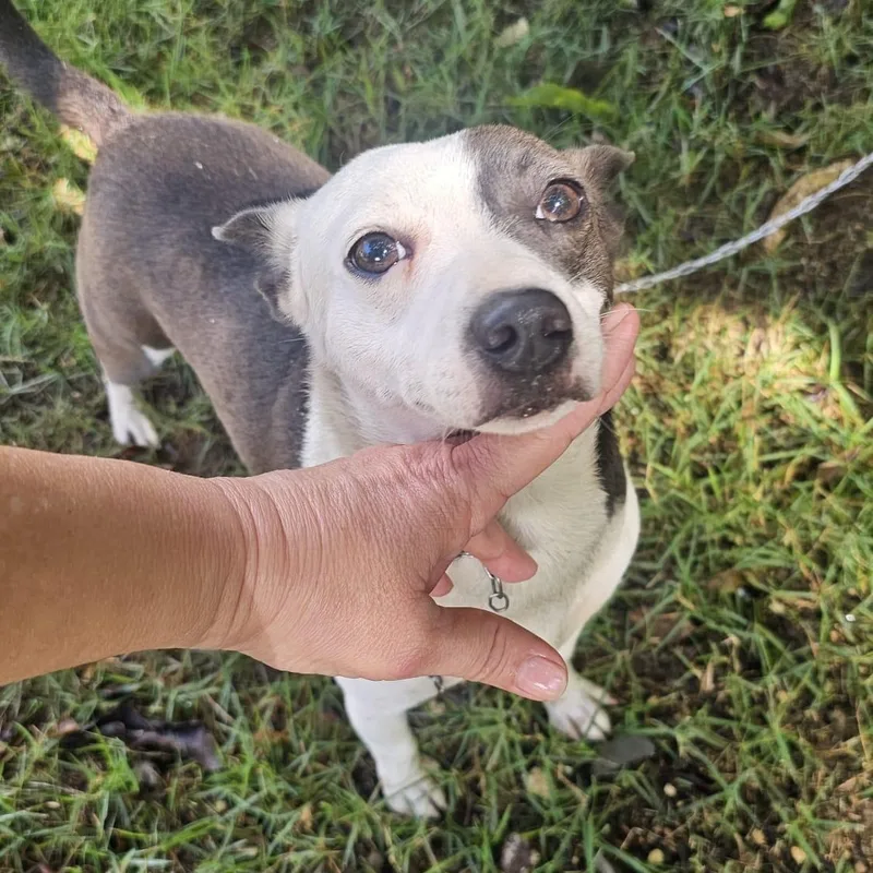 Dokey Blue thumbnail 3