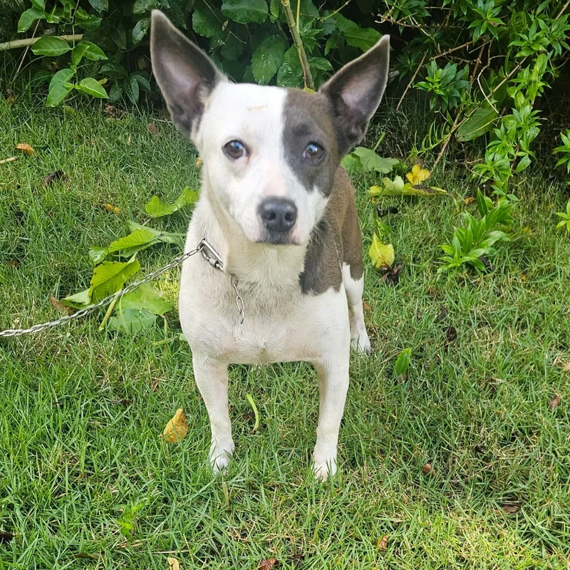 Dokey Blue thumbnail 4