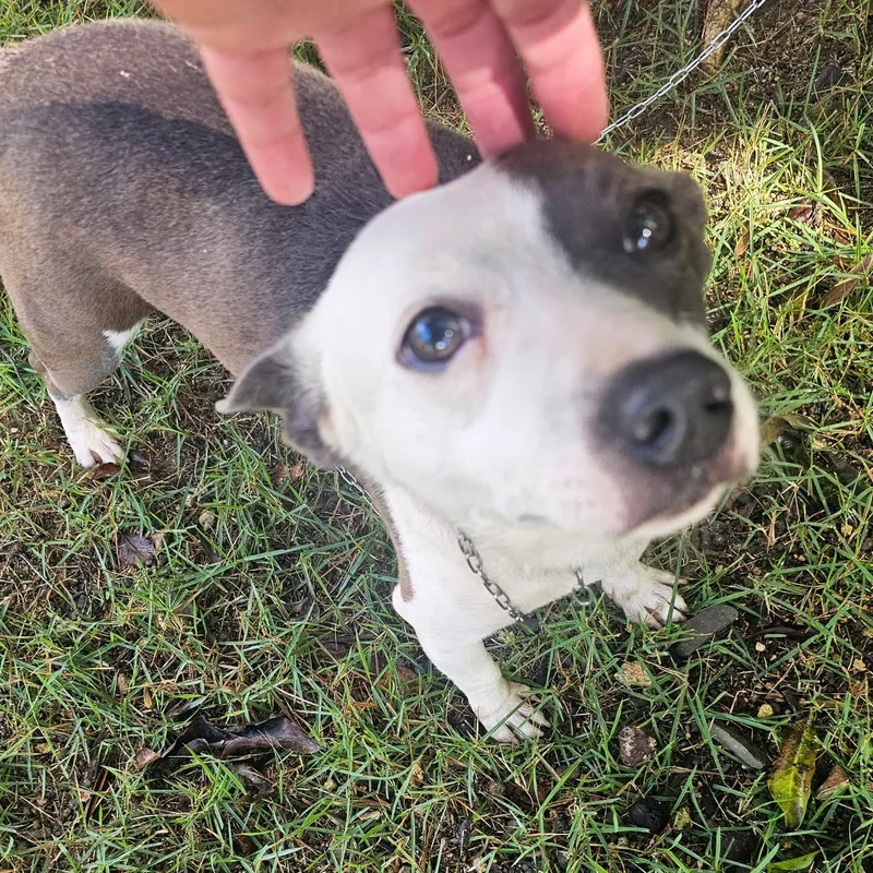 Dokey Blue thumbnail 5