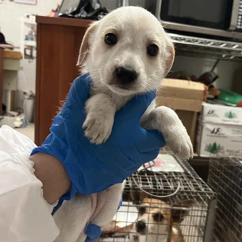 A baby small-sized female White / Cream Labrador Retriever dog named Ivory for adoption in Edinburg, TX