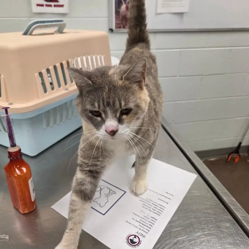 An adult medium-sized female Tortoiseshell Domestic Short Hair cat named Wendy for adoption in Chattanooga, TN