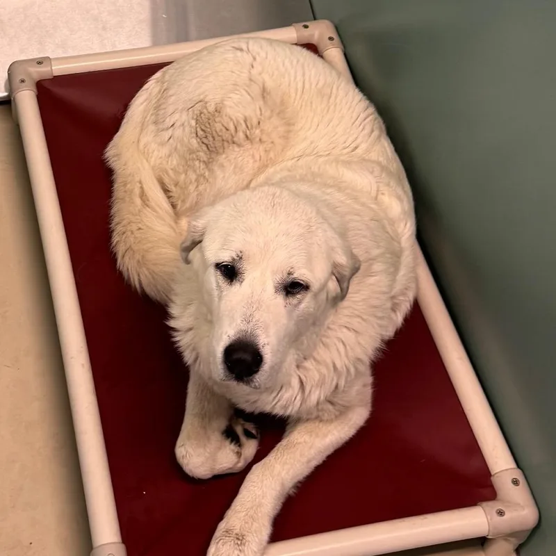 An adult large-sized female White / Cream Great Pyrenees dog named BHSIStray for adoption in International Falls, MN