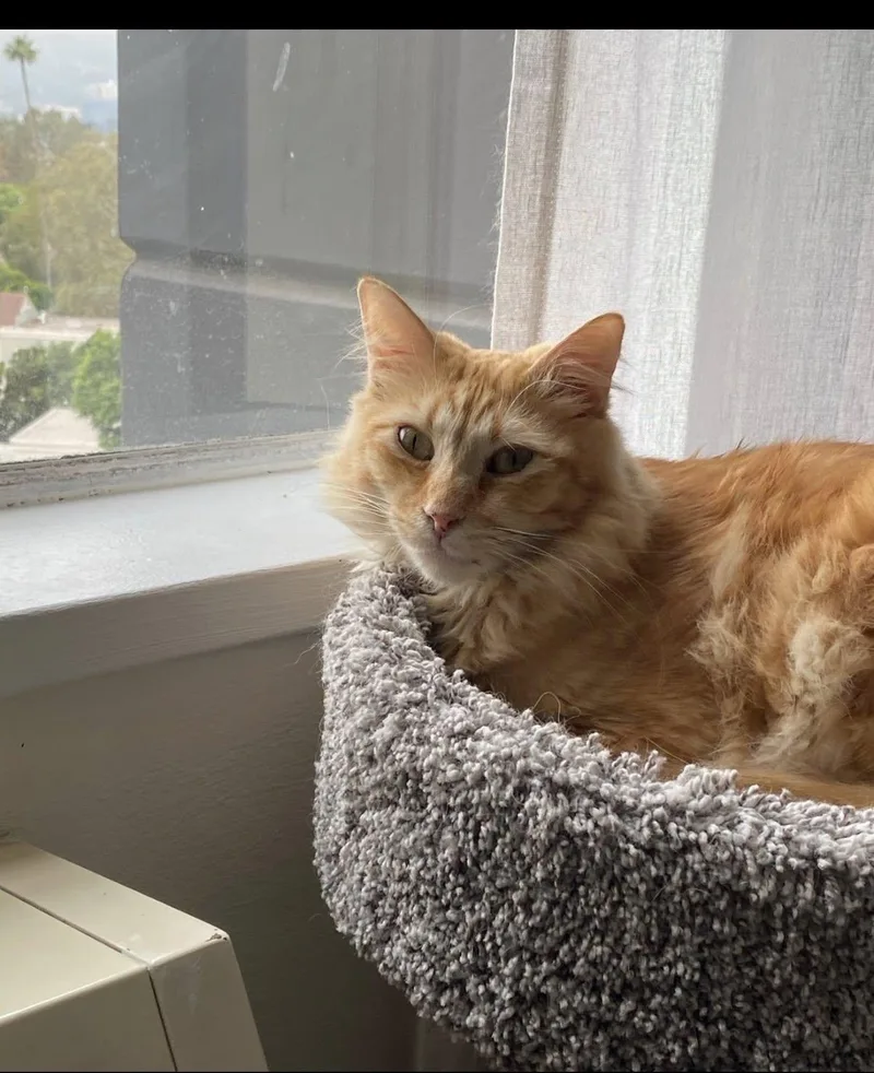 An adult large-sized male Orange / Red Maine Coon cat named Ginger for adoption in Beverly Hills, CA