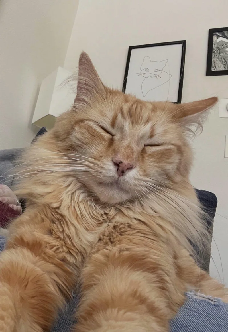 Ginger thumbnail 2