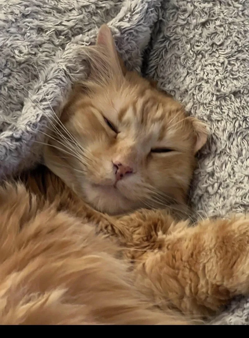 Ginger thumbnail 4
