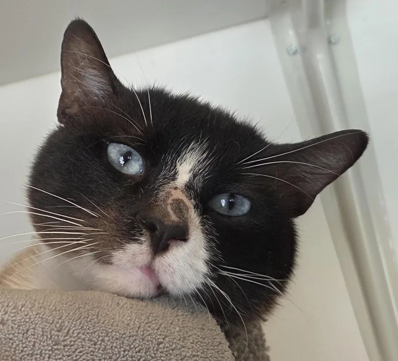 An adult medium-sized male Siamese cat named Sinatra Soulful Siamese for adoption in San Luis Obispo, CA