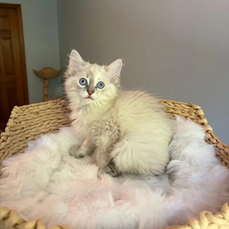 Kim Kardashian thumbnail 5