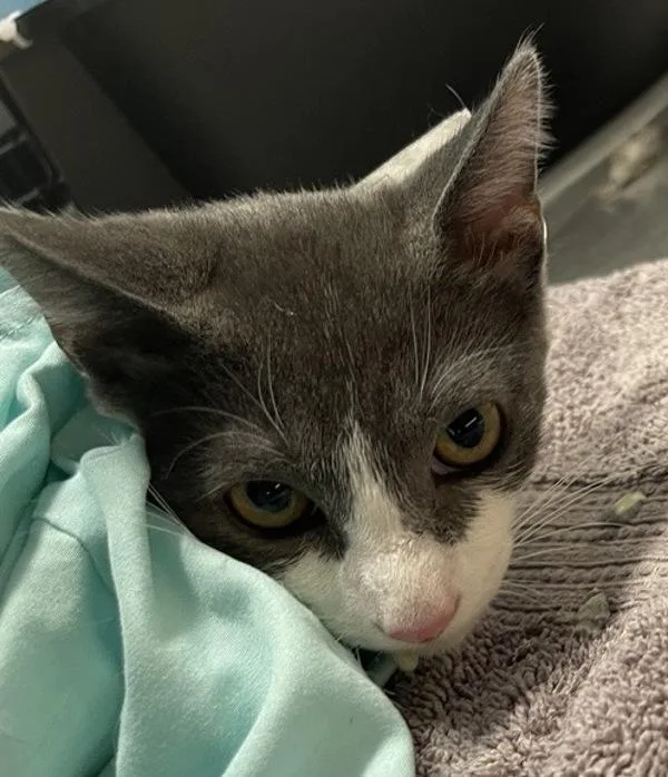 A baby small-sized male Domestic Short Hair cat named Grand Teton for adoption in Escondido, CA