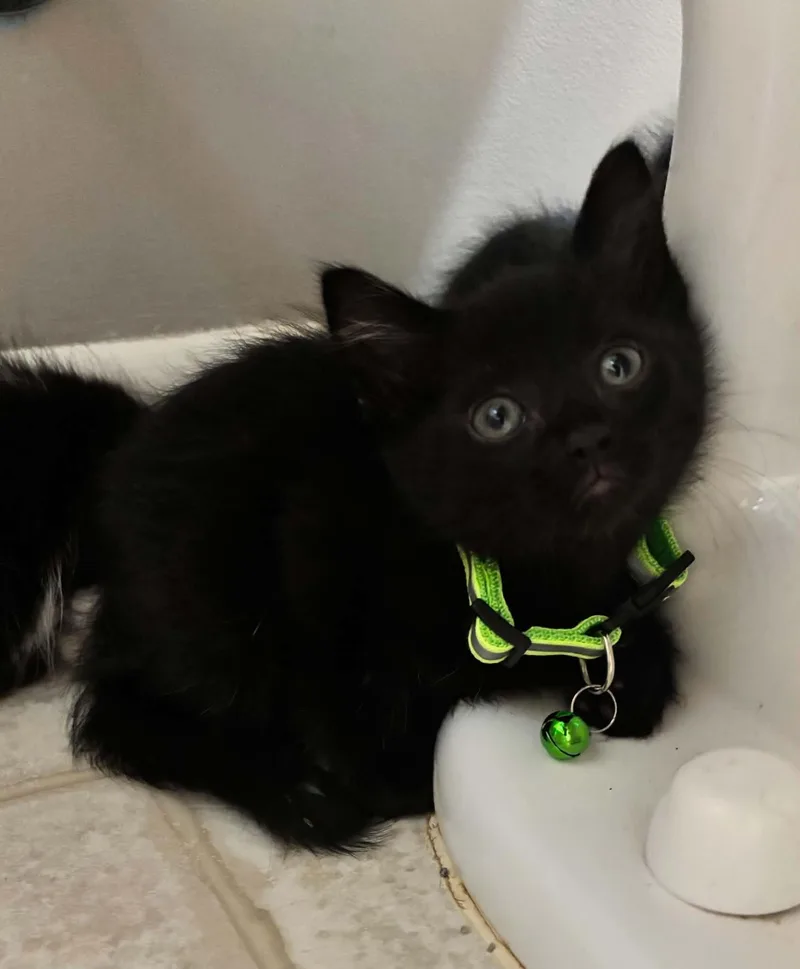 A baby medium-sized female Black Domestic Short Hair cat named Greta for adoption in Omaha, NE