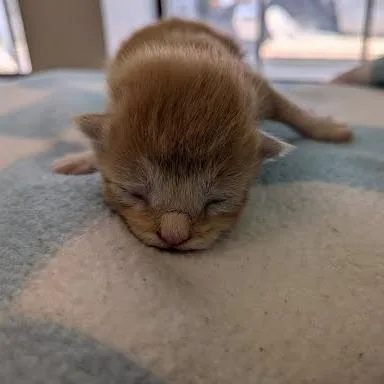 A baby small-sized female Orange / Red Domestic Medium Hair cat named Carrot for adoption in Jeffersonville, IN