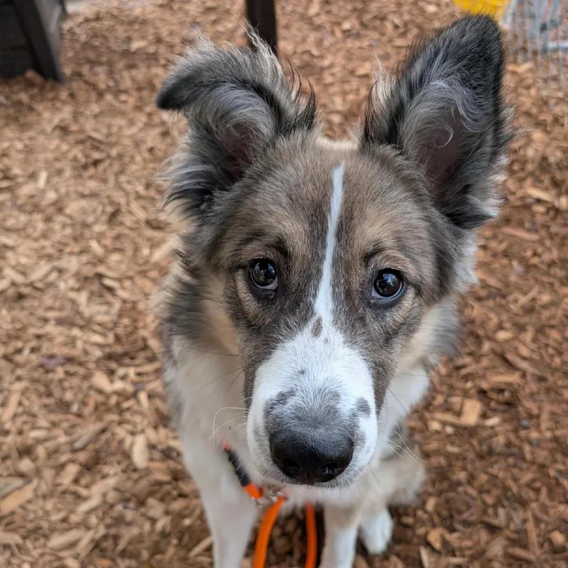 A young medium-sized female Brown / Chocolate Border Collie dog named Daisy for adoption in Tacoma, WA