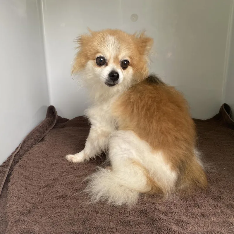 A senior small-sized female White / Cream Mixed Breed dog named Bonnie for adoption in Chattanooga, TN