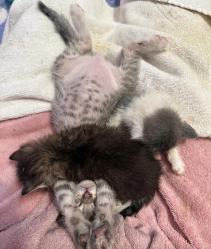 A baby medium-sized male Domestic Short Hair cat named Ronny for adoption in Herndon, VA
