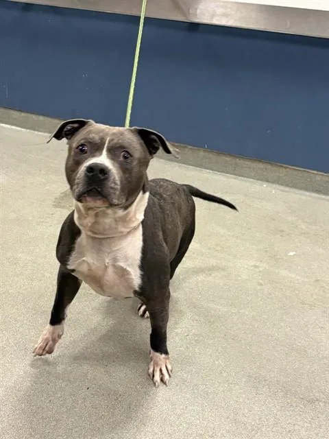 An adult medium-sized male Pit Bull Terrier dog named Bluey for adoption in Miami, FL