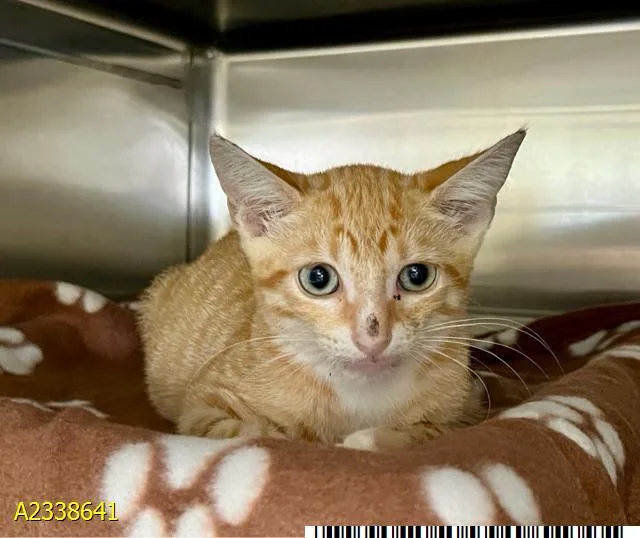 A baby small-sized male Domestic Short Hair cat named Charmander for adoption in West Palm Beach, FL