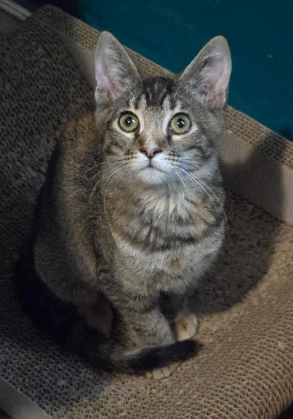A young medium-sized female Domestic Short Hair cat named Cheyenne for adoption in Phoenix, AZ