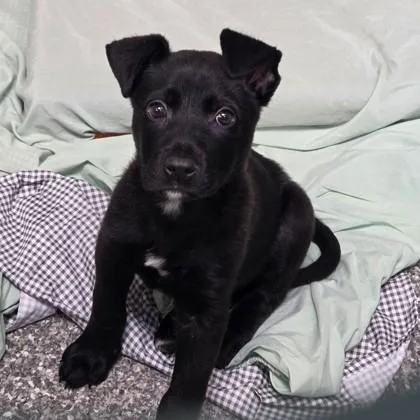 A baby small-sized male Labrador Retriever dog named Peter for adoption in Voorhees, NJ