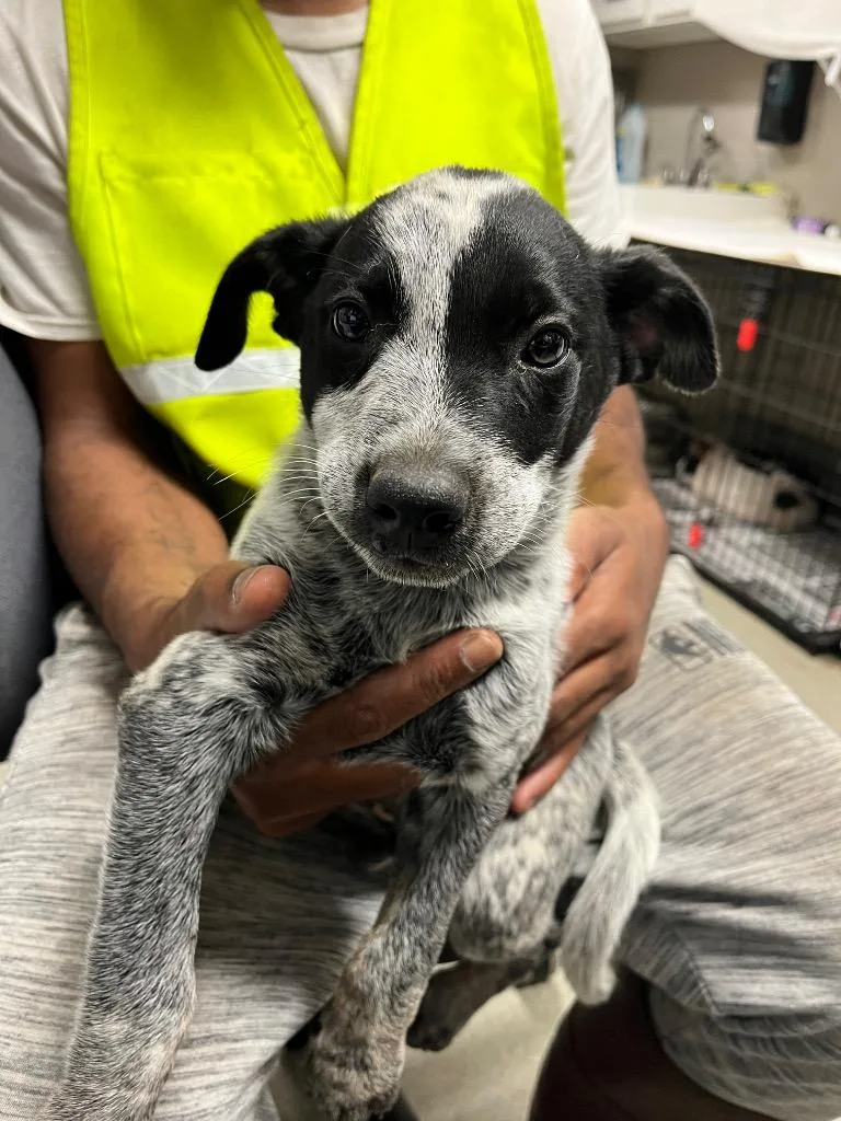 A baby medium-sized male Australian Cattle Dog / Blue Heeler dog named Scotch for adoption in Hopkinsville, KY