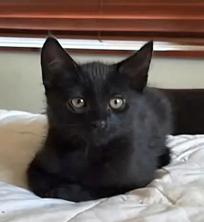 A baby medium-sized male Black Domestic Short Hair cat named Chiye for adoption in oceanside, CA