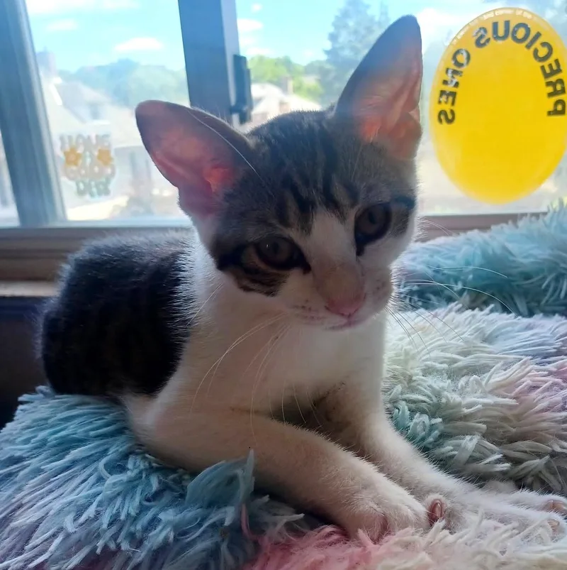 A baby small-sized female Tabby (Brown / Chocolate) Domestic Short Hair cat named Jujube for adoption in Pittsburgh, PA
