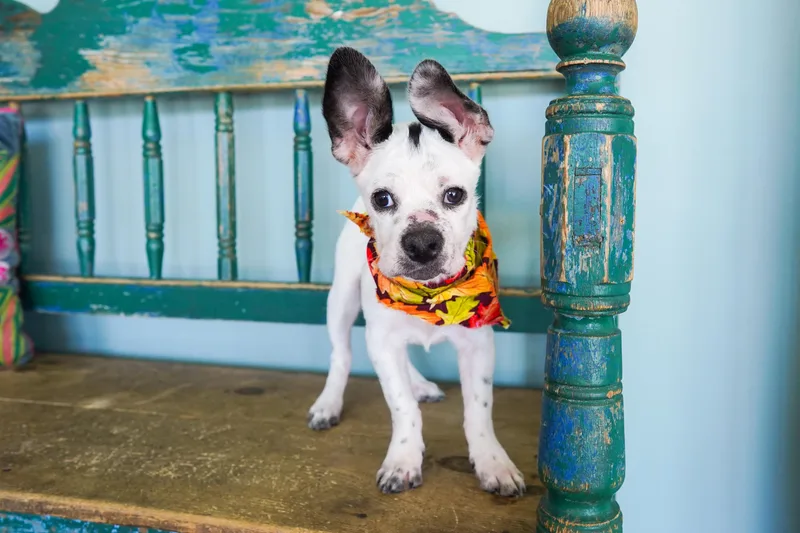 A baby small-sized female Rat Terrier dog named Sugar for adoption in San Antonio, TX