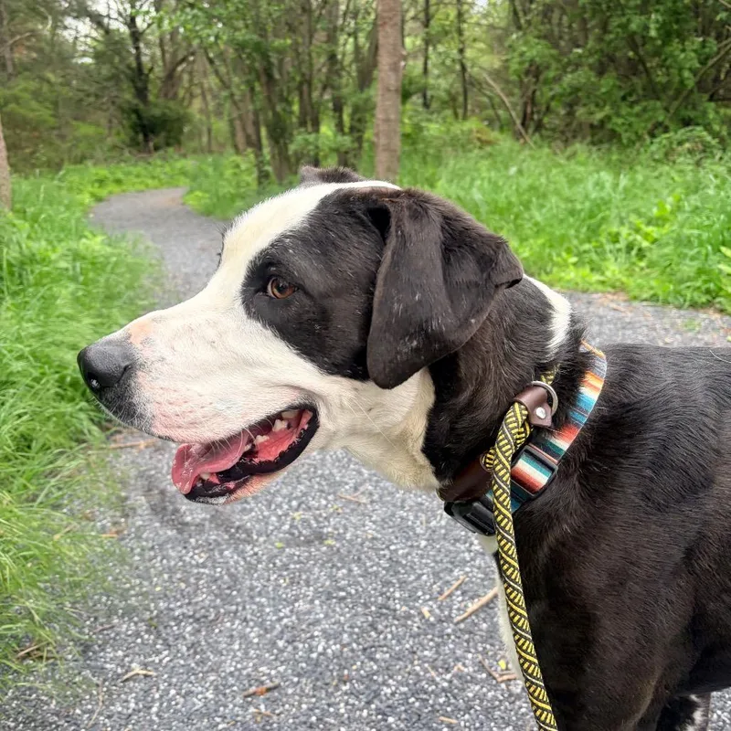 An adult large-sized male Black Great Dane dog named Harry for adoption in Harrisonburg, VA