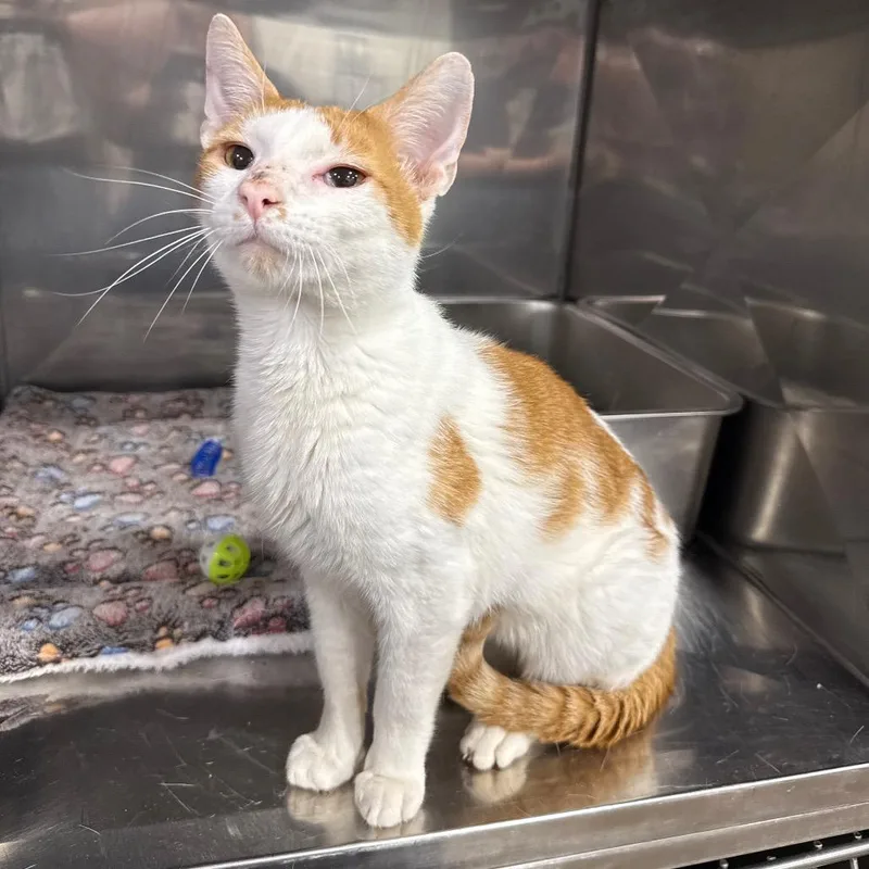 A young medium-sized male Orange & White Domestic Short Hair cat named Patrick for adoption in Bridgeville, PA