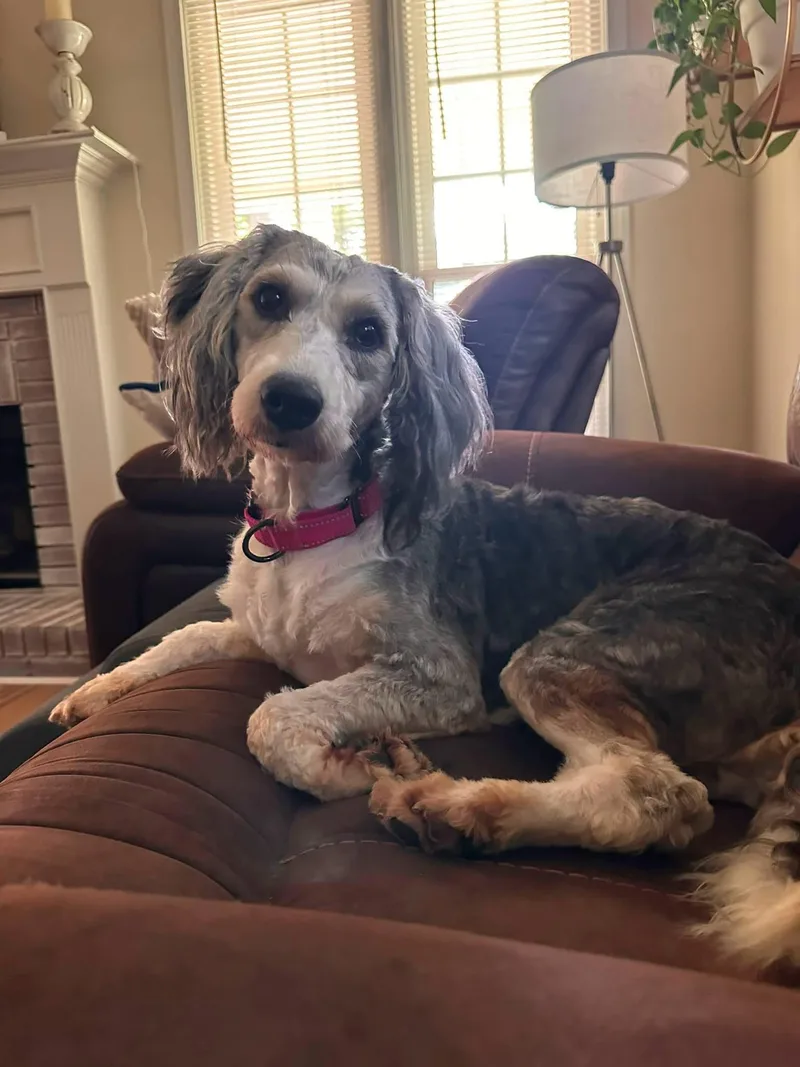 An adult medium-sized female Bernadoodle dog named Dahlia for adoption in Anniston, AL