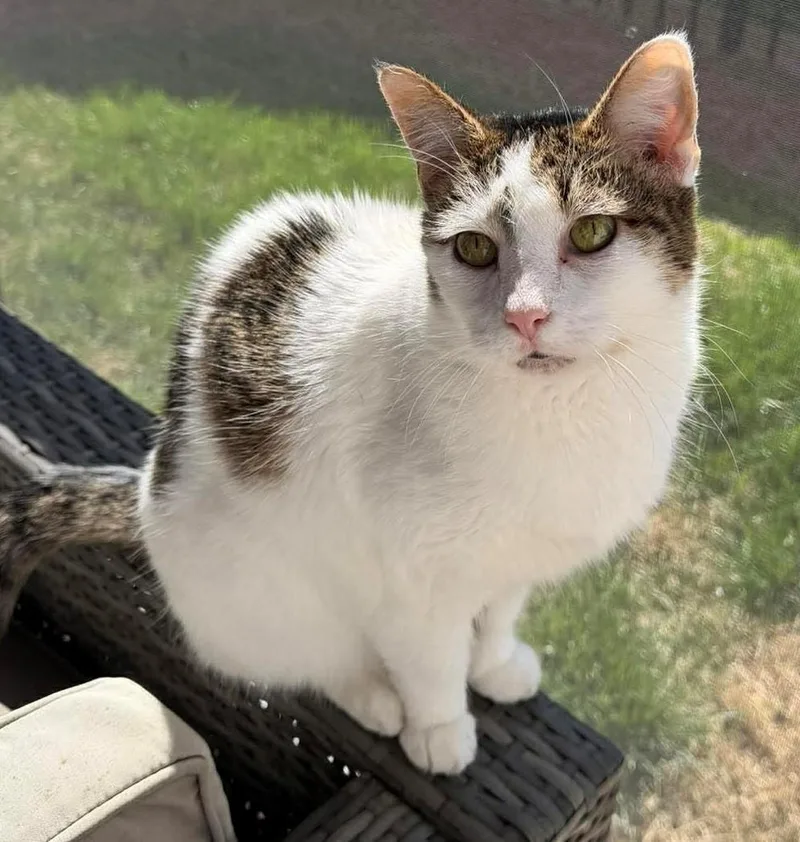 An adult medium-sized female Gray & White Domestic Short Hair cat named Meleys for adoption in Charlotte, NC