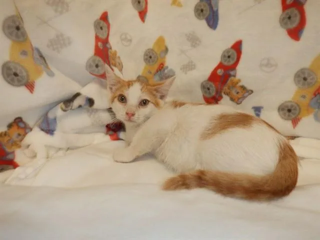 A baby small-sized male Domestic Short Hair cat named Joseph Levin for adoption in San Jose, CA