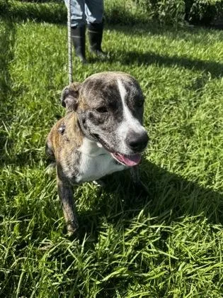 A young medium-sized female Mixed Breed dog named Pineda for adoption in Port Saint Joe, FL