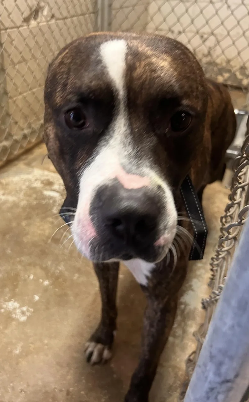 An adult medium-sized male Brindle Pit Bull Terrier dog named Oliver HOLD for adoption in Canton, OH