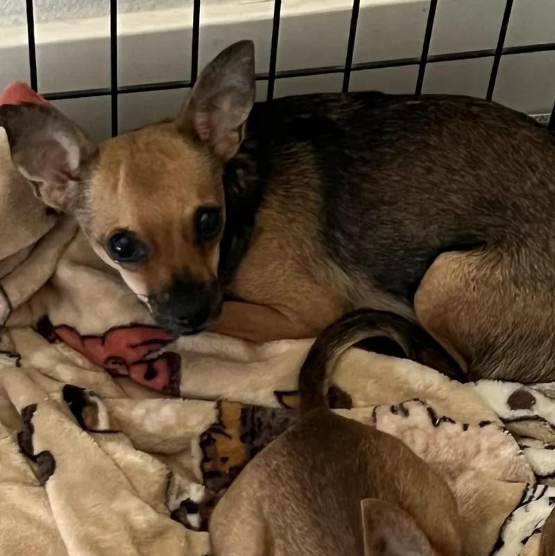 A young small-sized female Yellow / Tan / Blond / Fawn Chihuahua dog named Faye for adoption in Phoenix, AZ