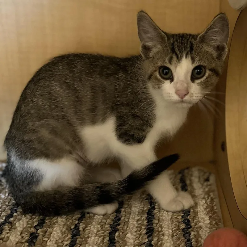 A baby small-sized female Brown / Chocolate Domestic Short Hair cat named Betty for adoption in Washington Township, OH