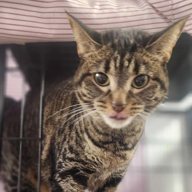 An adult large-sized female Domestic Short Hair cat named Snuggles for adoption in Davenport, IA