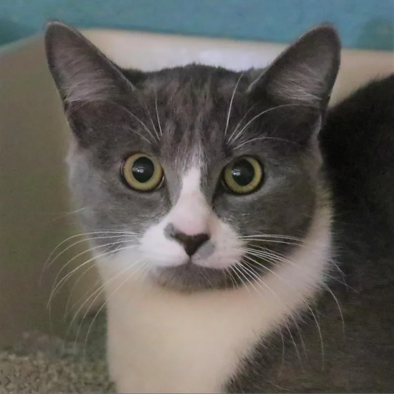 An adult large-sized female Gray / Blue / Silver Domestic Short Hair cat named Bootsie for adoption in Sarasota, FL