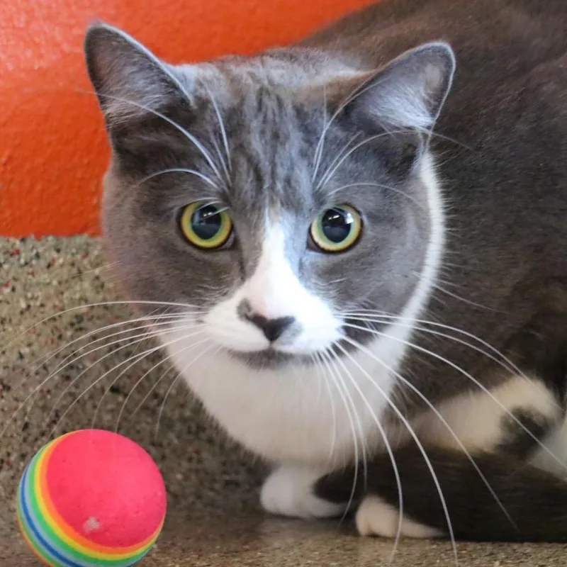 Bootsie thumbnail 3