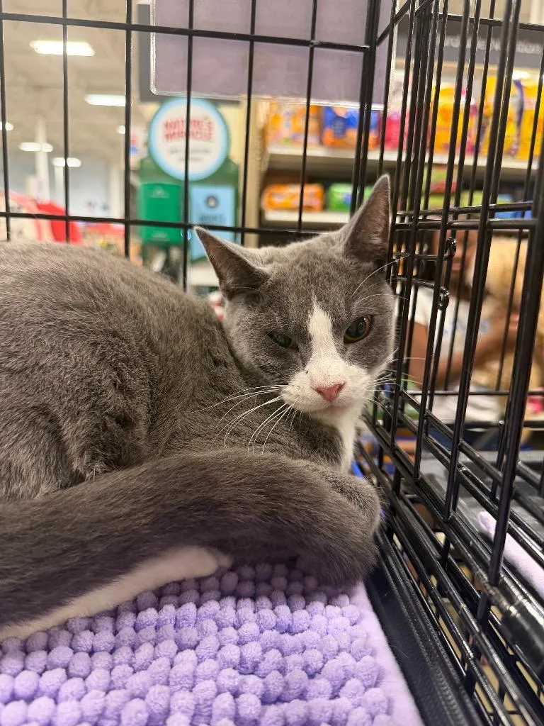 A young large-sized male Domestic Short Hair cat named Darwin for adoption in warrenville, SC