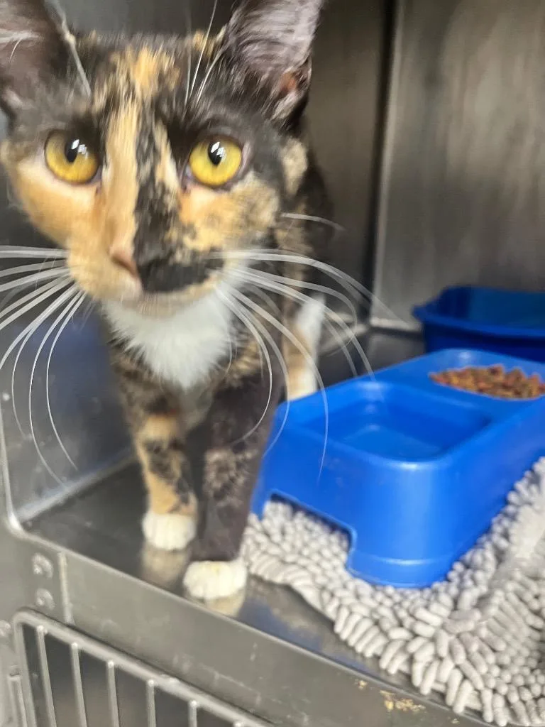 A young medium-sized female Domestic Short Hair cat named Evie Eddy for adoption in Hopkinsville, KY